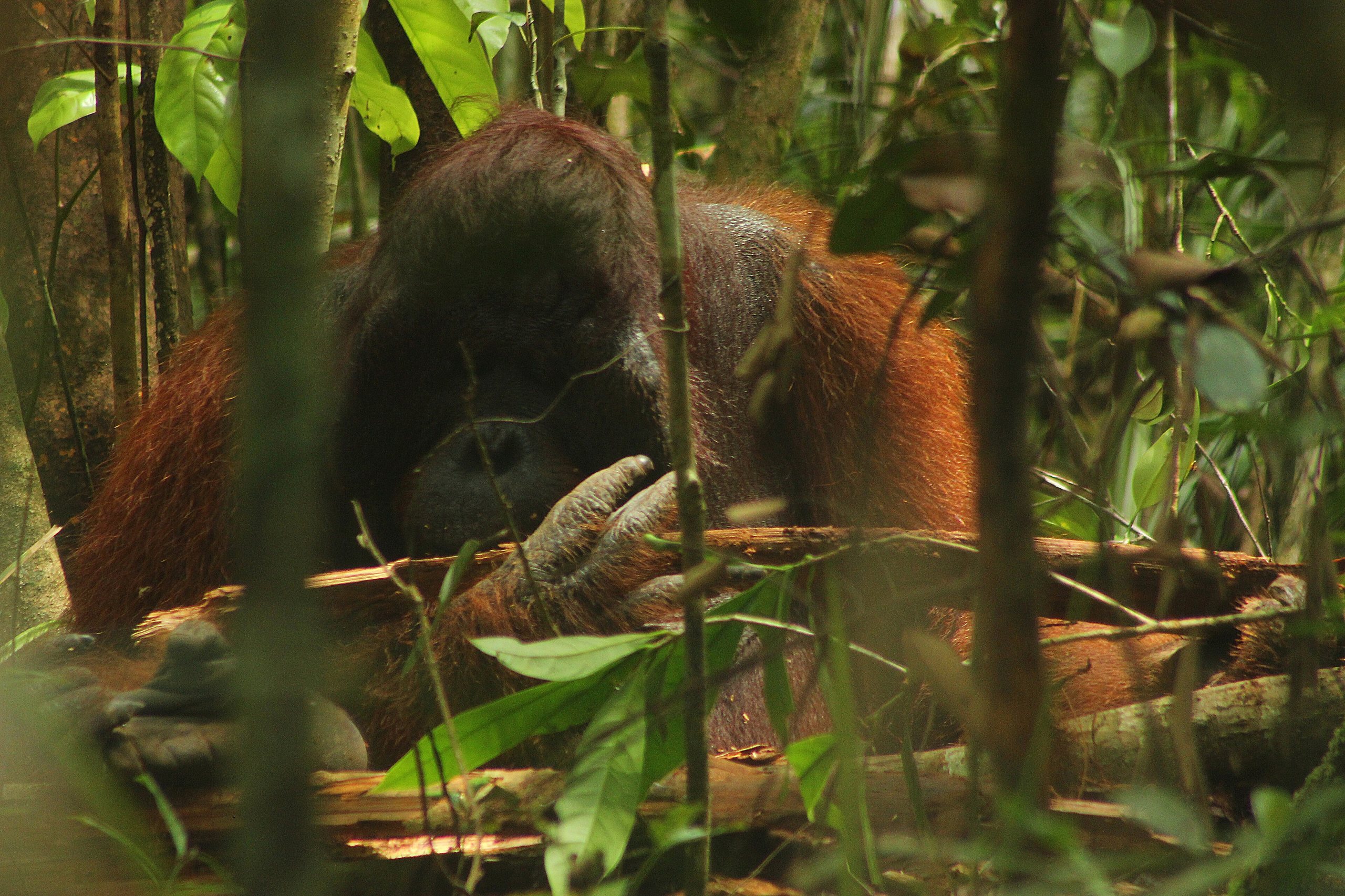 Malaysia travel guide — Borneo Wildlife: A Complete Guide to Sabah's Best Encounters